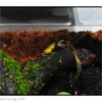 Poison Frog-3