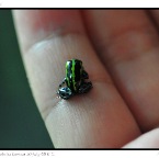 Poison Frog-37