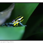 Poison Frog-54