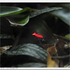 Poison Frog-52