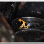 Poison Frog-53