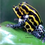 Poison Frog-56