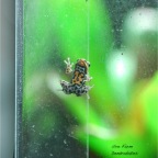 Poison Frog-46