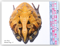 蘇利南角蛙 Horned Frog