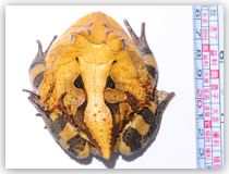 蘇利南角蛙 Horned Frog