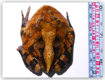 蘇利南角蛙 Horned Frog 4