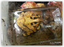 蘇利南角蛙 Horned Frog 成體公