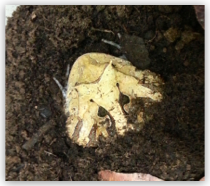 蘇利南角蛙 Horned Frog  成體公 2